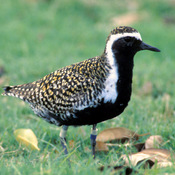 Pacific Golden-Plover
